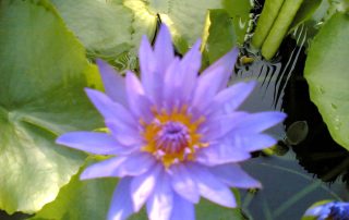 Blaue Lotusblüte - Dekoratives Bild zur Einladung zur Mitgliederversammlung von Sakyadhita Germany